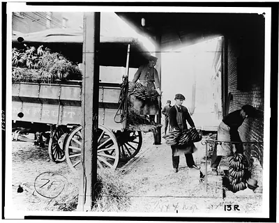 Unloading bananas to be put in an early ripening room