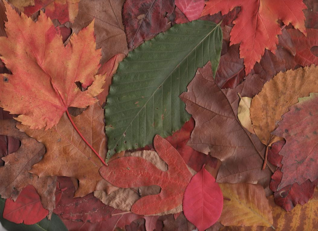 Autumn leaves in red, orange and green — historic image