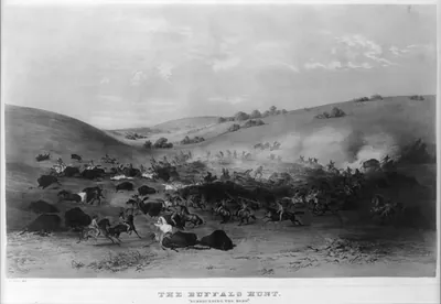 The Buffalo hunt: Surrounding the herd""