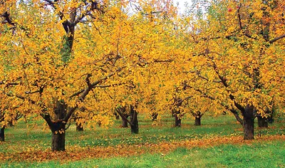 Autumn orchard with golden-leaved fruit trees