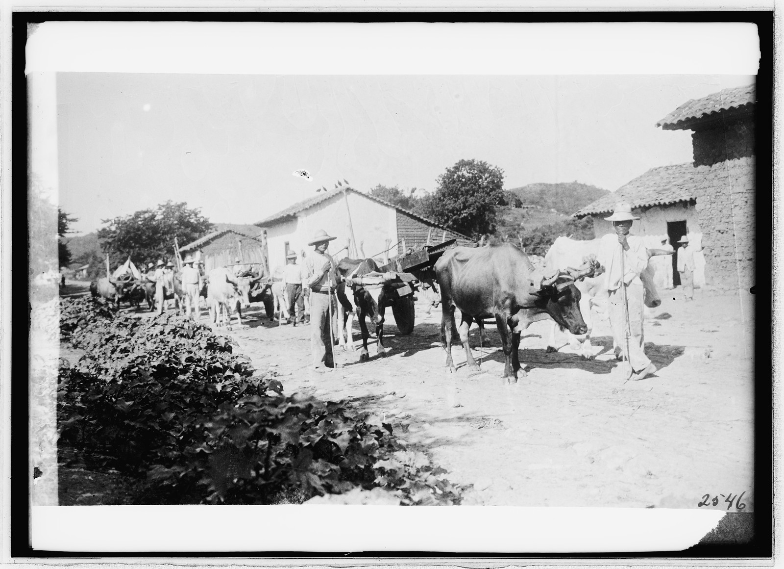 Honduras, [between 1909 and 1919] — historic photograph