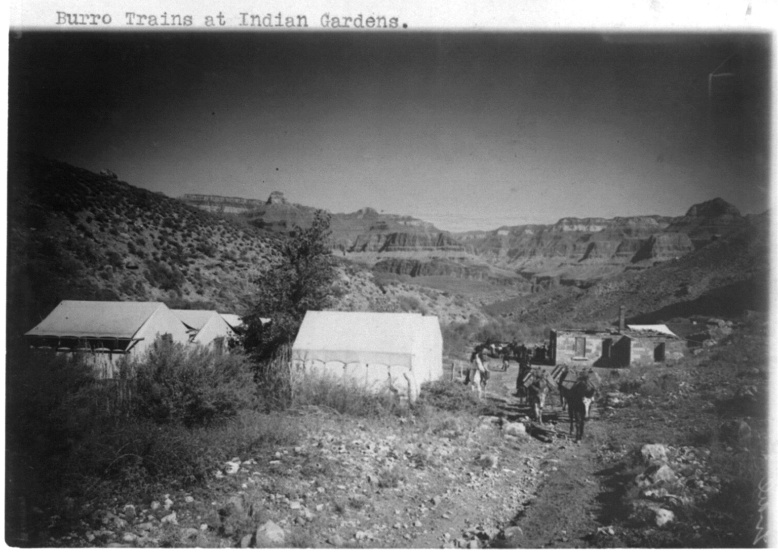 [Grand Canyon]: Burro trains at Indian Gardens, c1906. — historic photograph