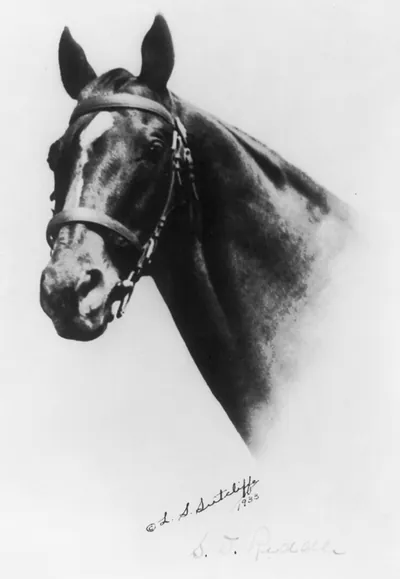 [Head of Man o' War (horse)]