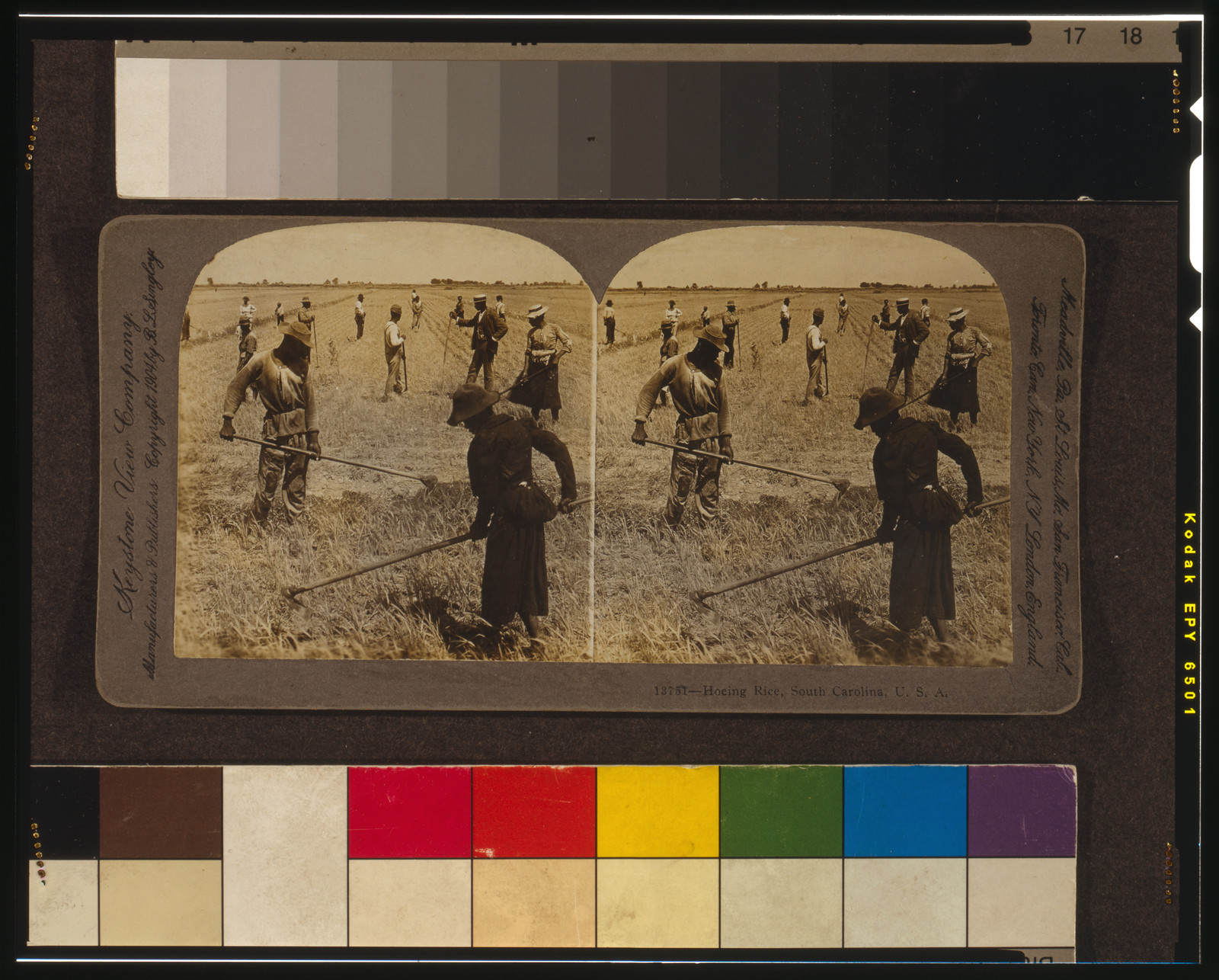 Hoeing rice, South Carolina, U.S.A., Meadville, Pa. : Keystone View Company, c1904. — historic photograph