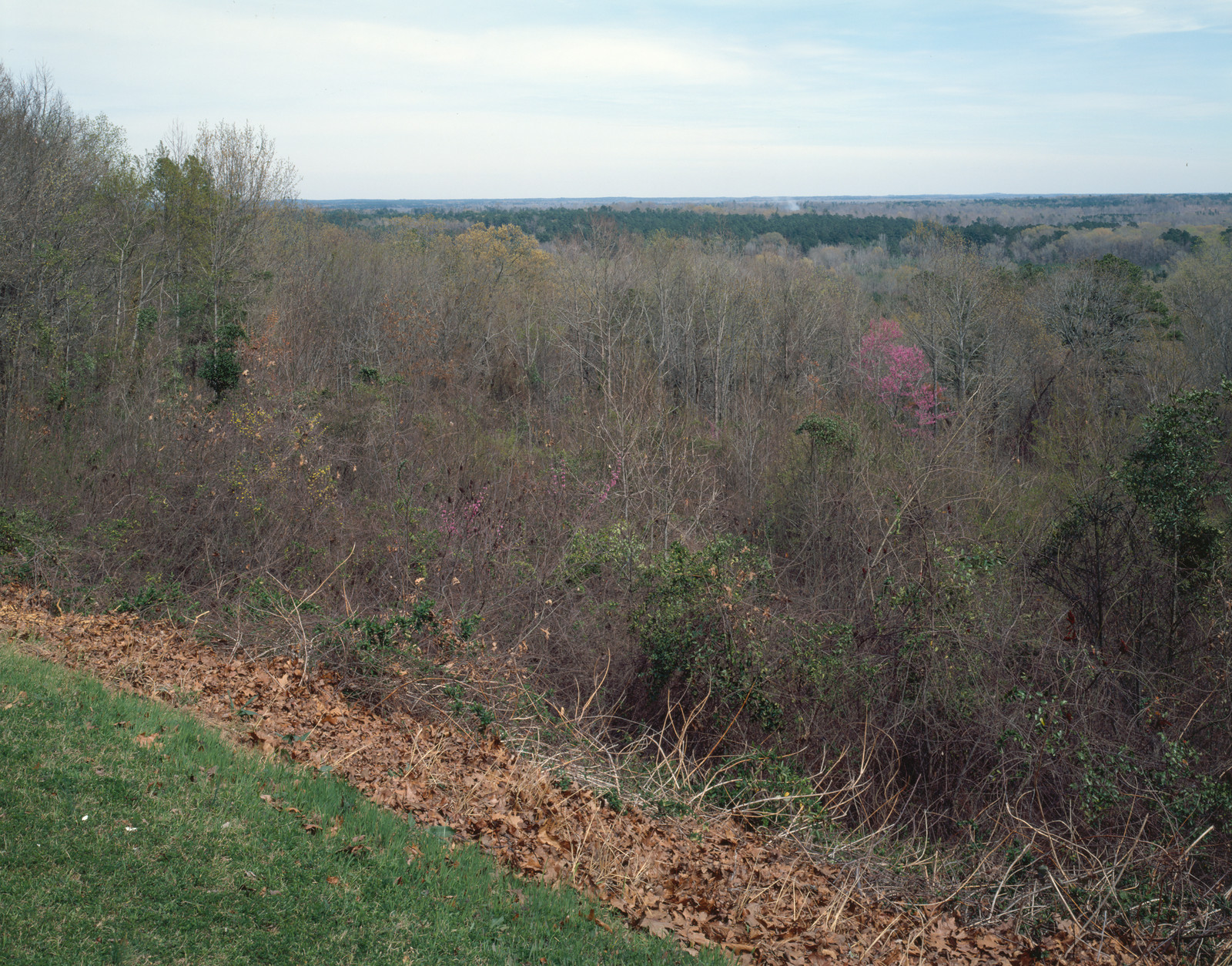 Wooded valley view from grassy overlook, late winter — historic image