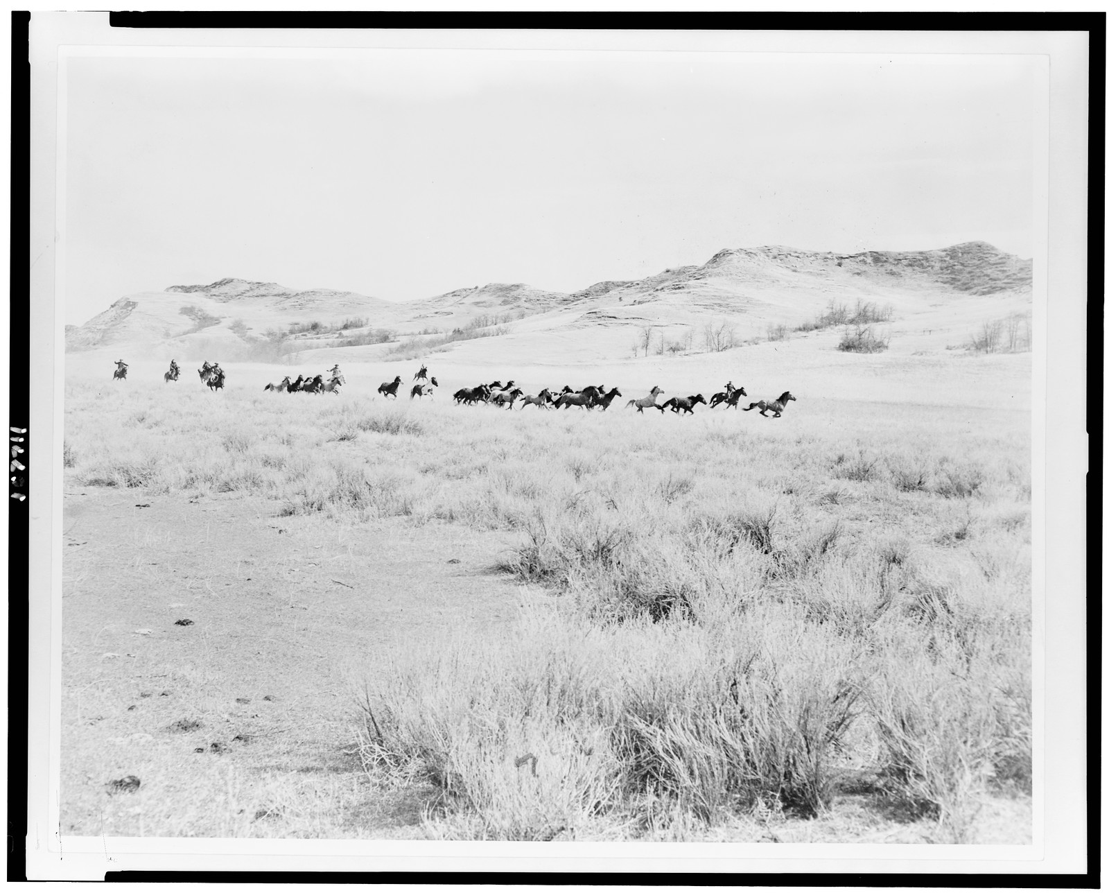 [Horses somewhere in the western U.S.] / Photo by Osborn's Studio, Dickinson, N.D. — historic photograph