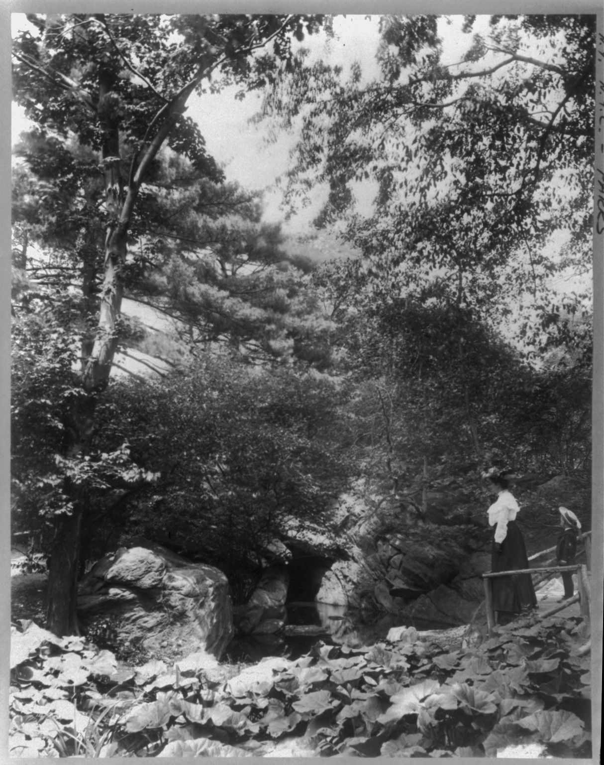 New York City - Central Park: The Ramble, c1905 June 15. — historic photograph