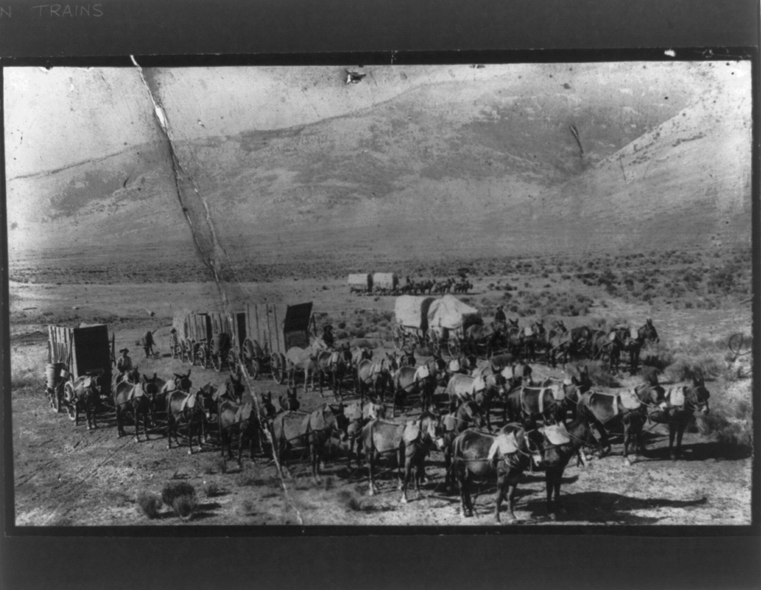 Fourteen Mule Jerk Line Freight Teams, Utah to Idaho, 1942 — historic photograph