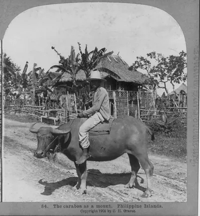 Philippine Islands: The caraboa as a mount