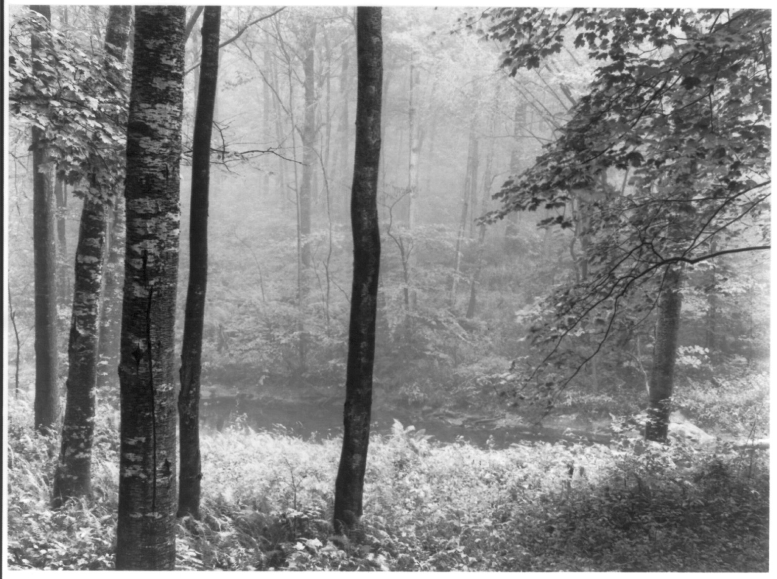 Redding Woods, Connecticut, 1969, printed 1973.. — historic photograph