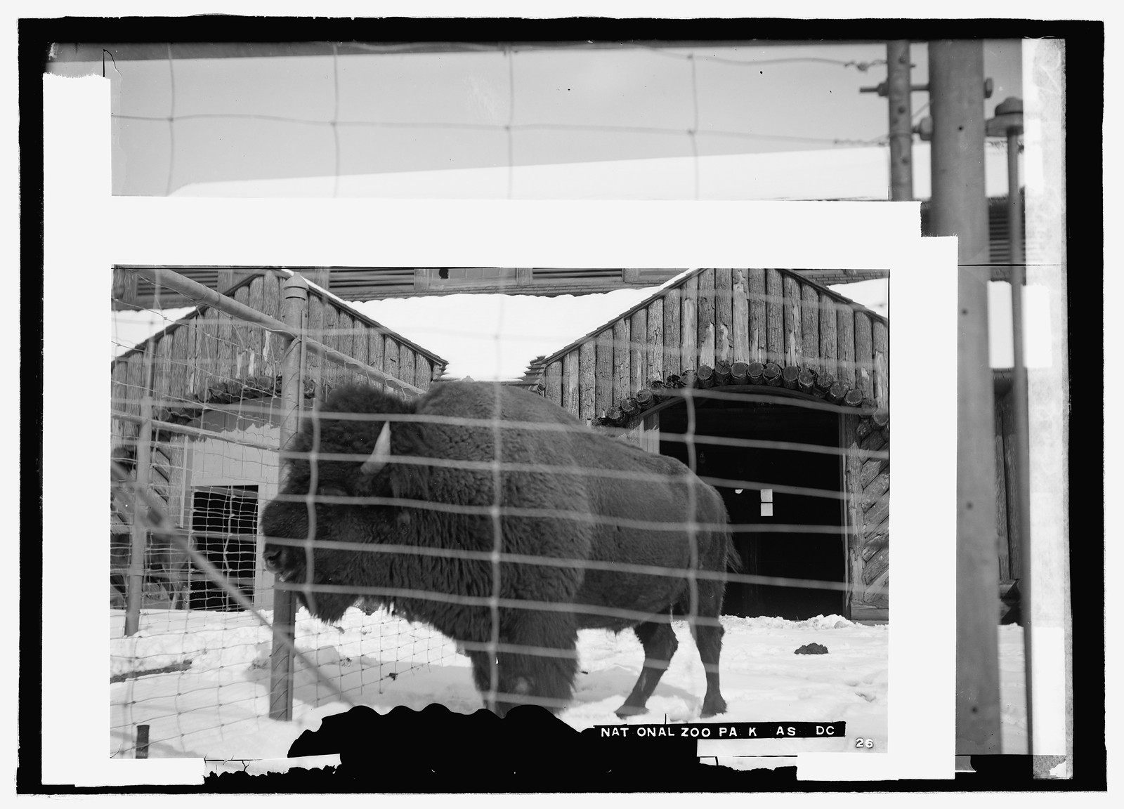 Buffalo zoo, [between 1909 and 1923] — historic photograph