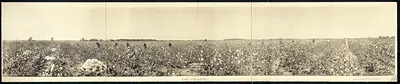 Picking cotton in Georgia, 1917