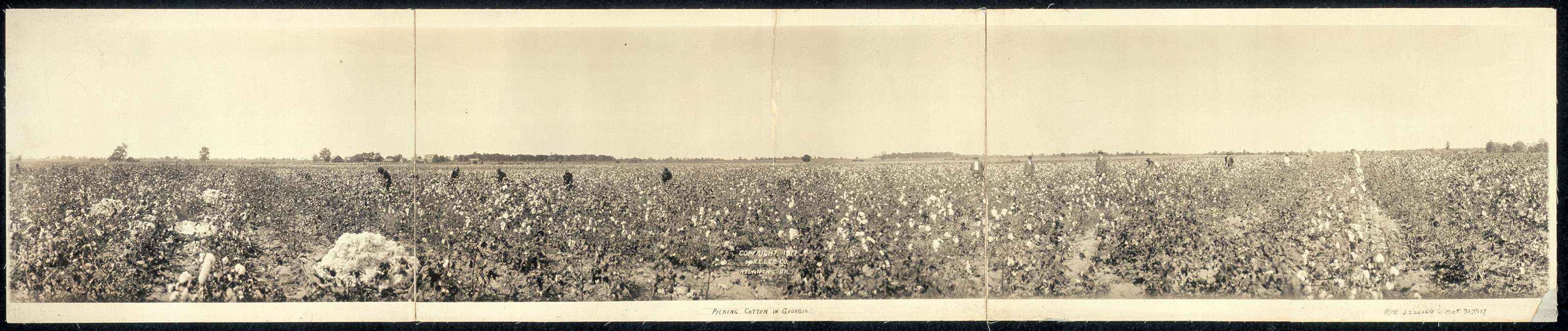 Picking cotton in Georgia, 1917, 1917 — historic image