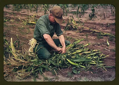 Son of Jim Norris, homesteader, tying corn into bundles, Pie Town, New Mexico