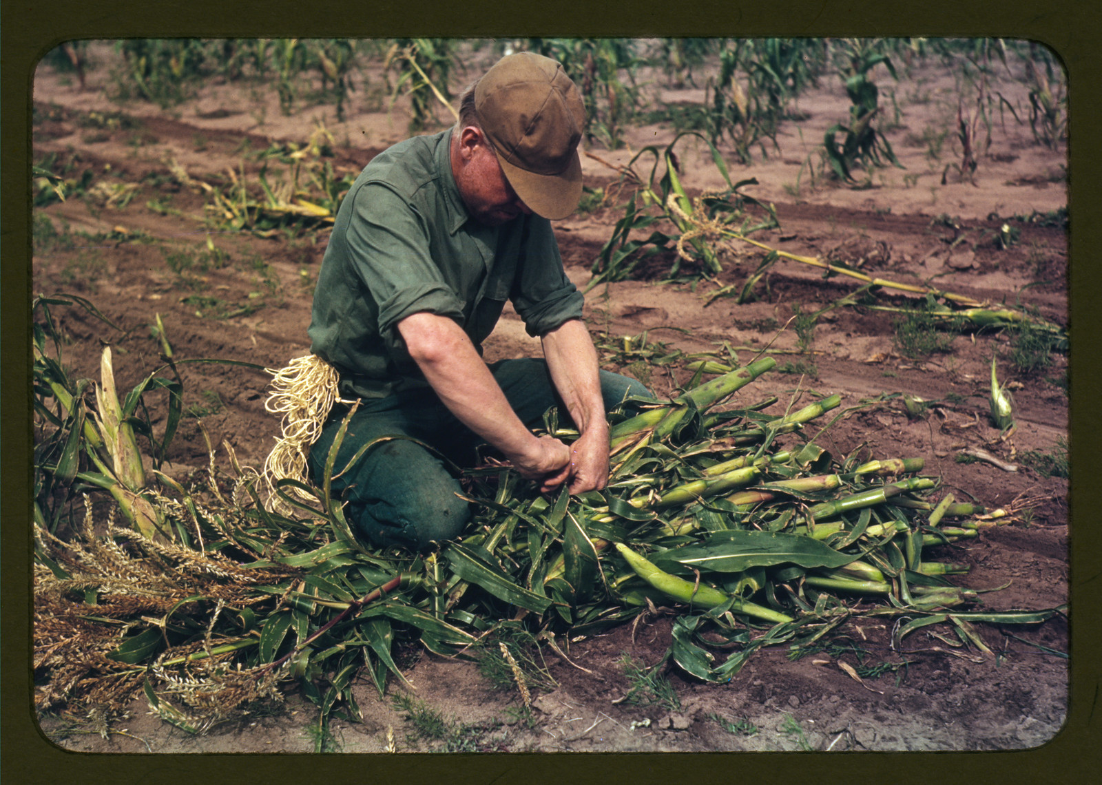 Son of Jim Norris, homesteader, tying corn into bundles, Pie Town, New Mexico — historic image
