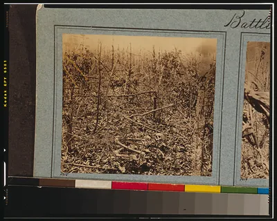 Battlefield of the Wilderness"--Views in the woods in the Federal lines on north side of Orange Plank Road"