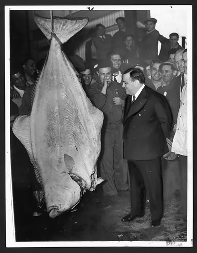 Man in suit admires a huge halibut hanging among onlookers