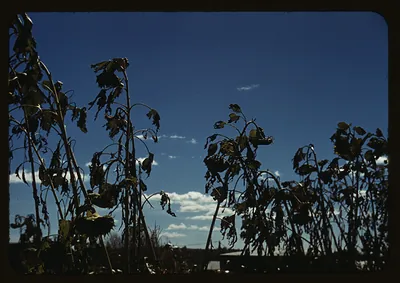 Wilted tall plants against a deep blue sky