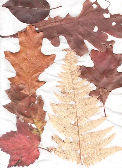 Autumn leaves and fern on white background