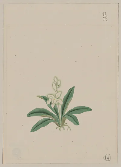 [Japanese drawing]