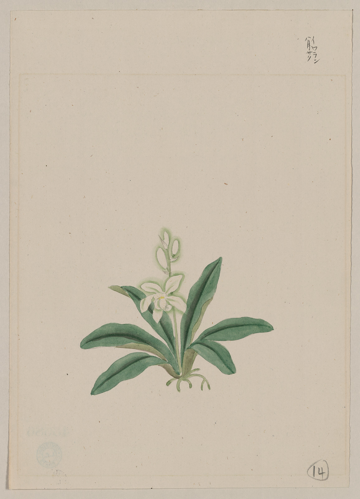 [Japanese drawing], 1750 — historic drawing