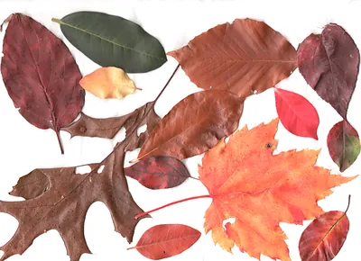 Autumn leaves of many colors on a white background