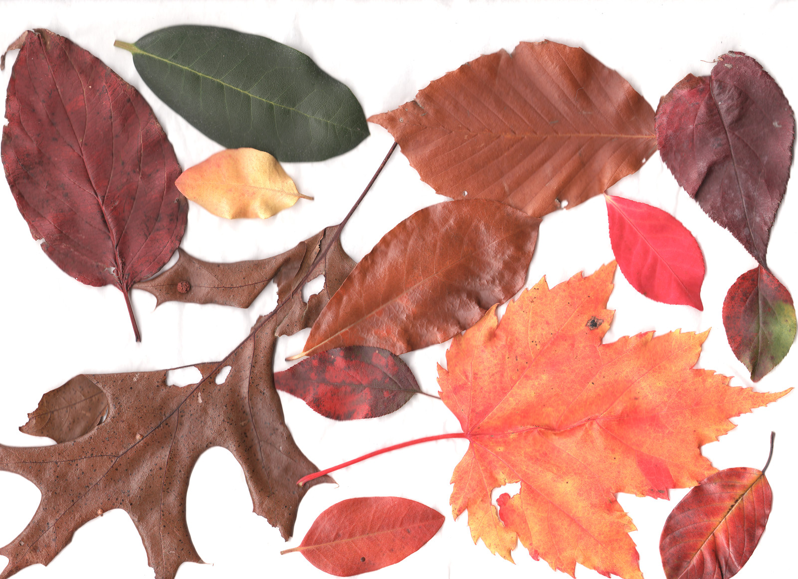 Autumn leaves of many colors on a white background — historic image