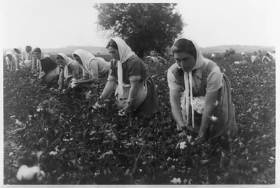[Albanian women picking cotton]