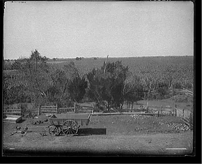 Sugar cane fields at Post's