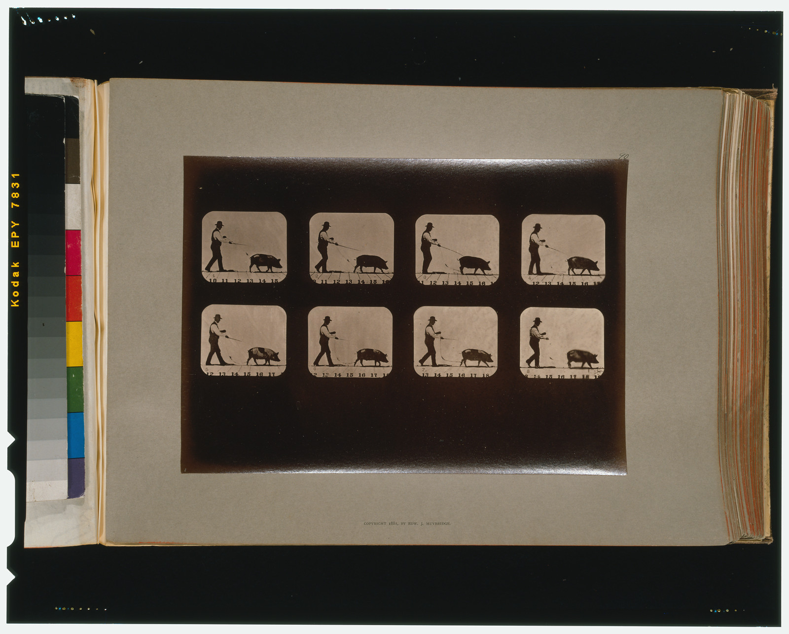 Boar, walking, [San Francisco] : Muybridge, c1881. — historic photograph