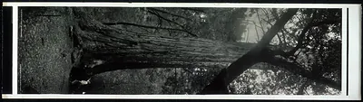 Bigsur Redwood Park, California, 1907