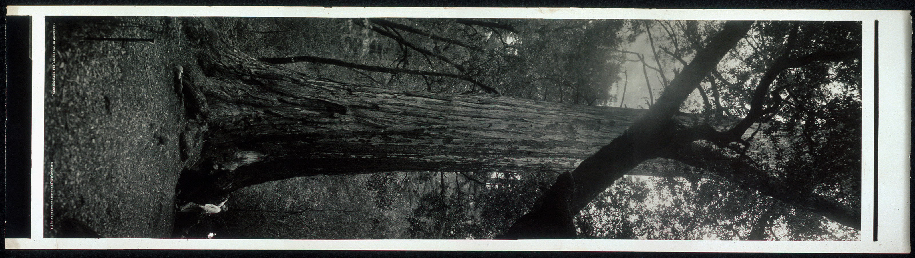 Bigsur Redwood Park, California, 1907, 1907 — historic image