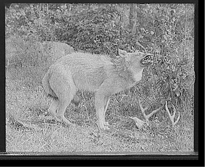[A Northern Michigan timber wolf, Sault Sainte Marie]