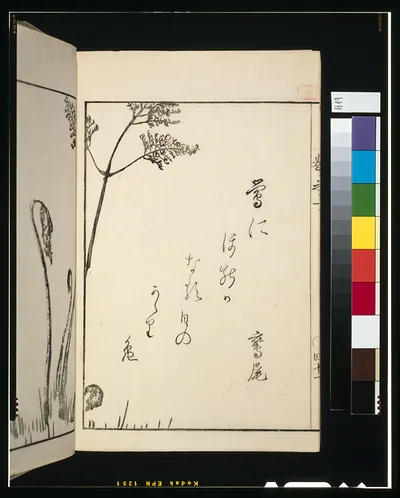 [Fiddlehead fern]
