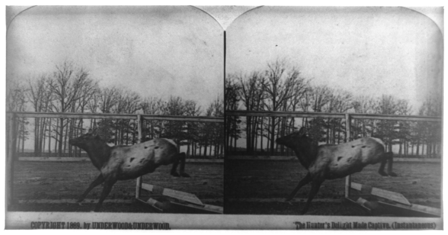 The hunter's delight made captive (instantaneous), c1889. — historic photograph