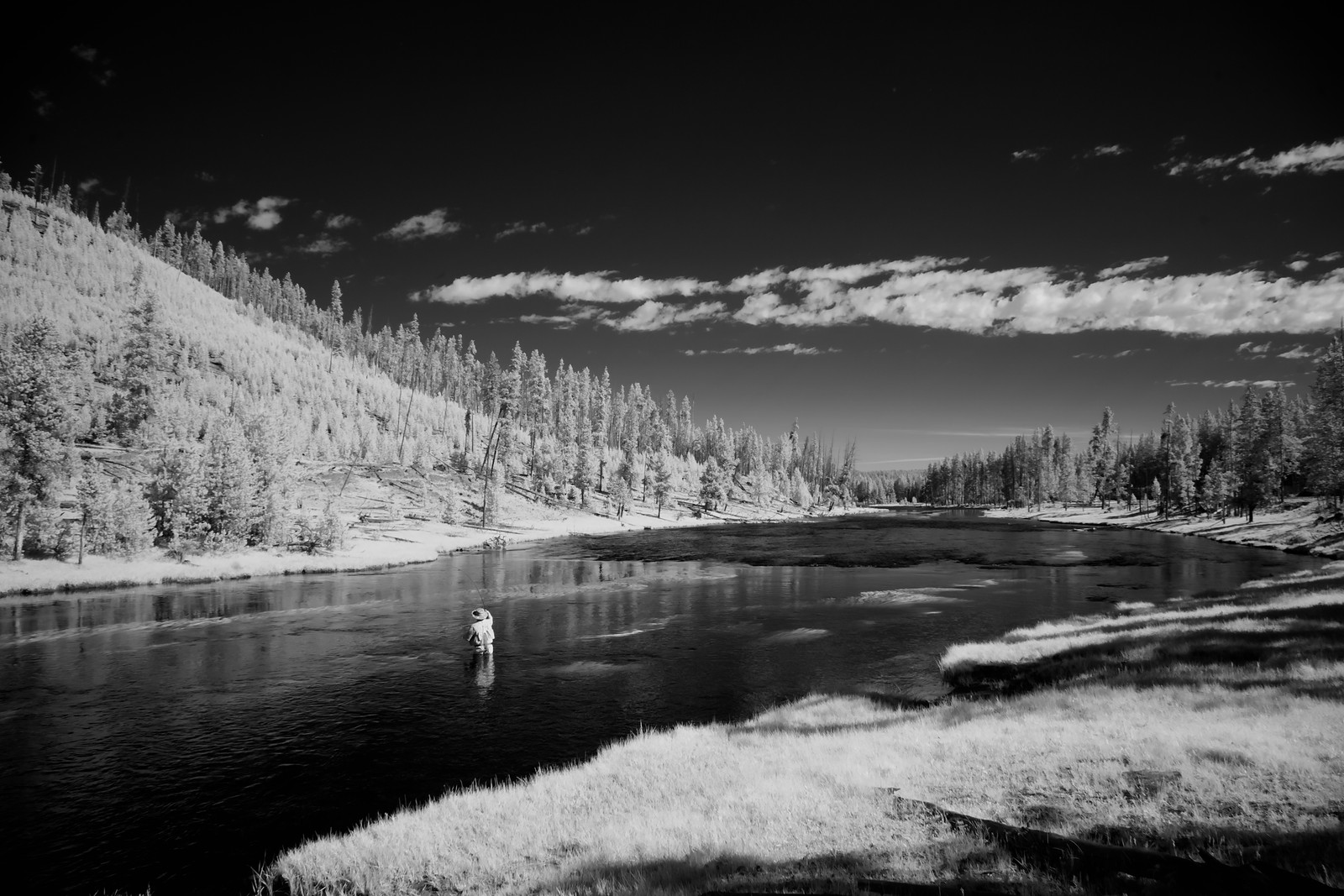 Angler wading a river through pine forest, black and white — historic image