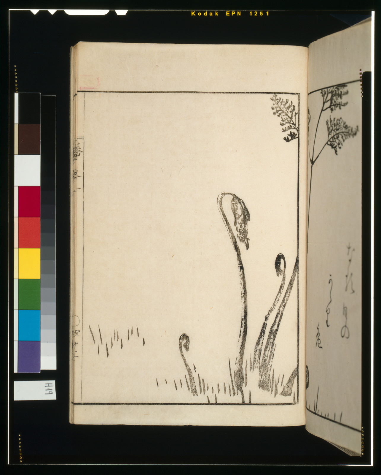 [Fiddlehead fern] — historic print