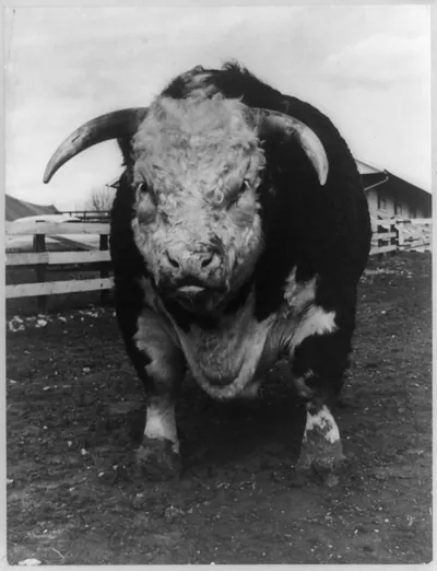 [Edg-Clif Resolute Heir, a large Hereford bull, who was 1954 Grand Champion of the Missouri State Fair, facing the camera]