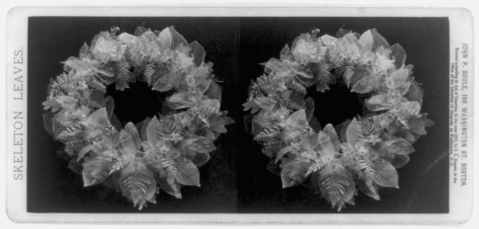 Skeleton leaves / John P. Soule, Boston., c1873. — stereograph
