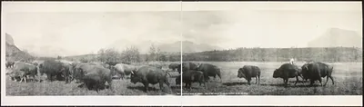 The Buffalo Banff Alberta, Canada, 1907