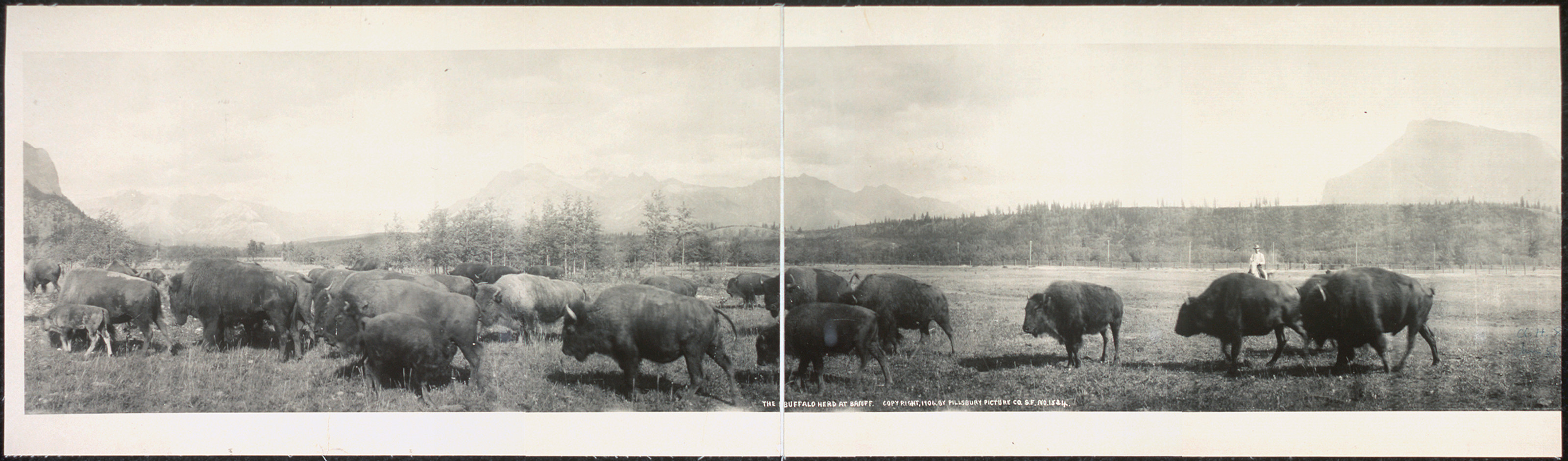 The Buffalo Banff Alberta, Canada, 1907, 1907 — historic image