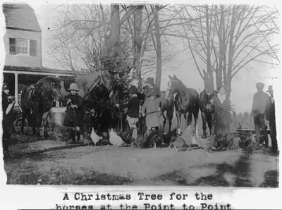 A Christmas tree for the horses at the Point to Point Riding School near Wash., D.C.