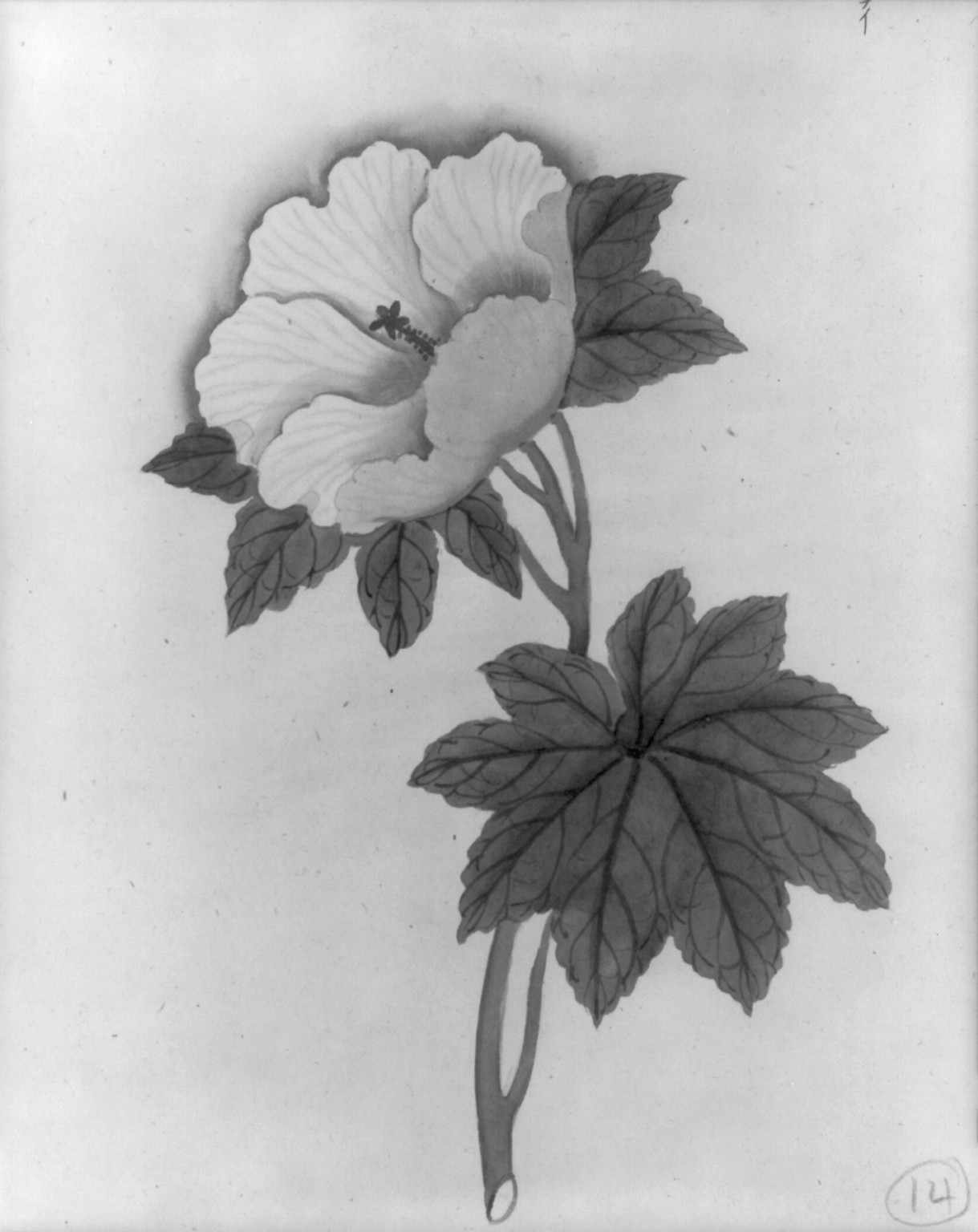 [Japanese drawing], 1750 — historic drawing