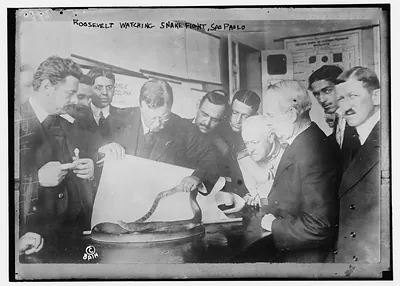 Roosevelt watching snake fight, Sao Paolo