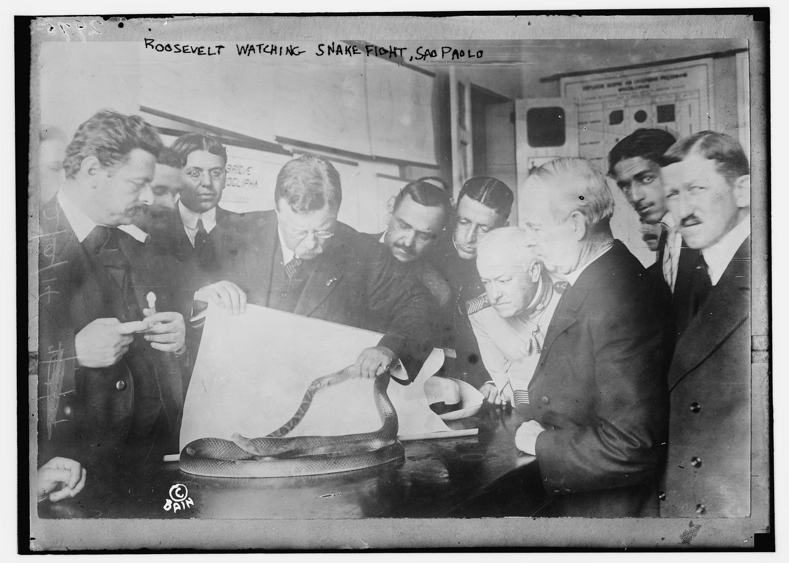 Roosevelt watching snake fight, Sao Paolo, n/a — historic photograph