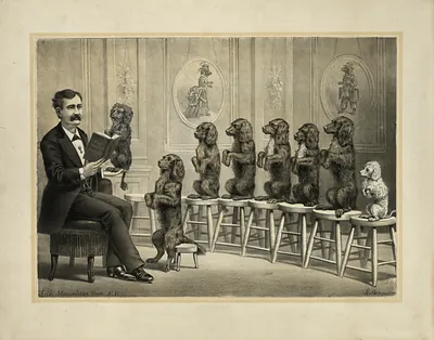 [Educated dogs]