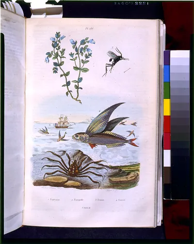 [Seascape scene with crab, flying fish, insect, and flower] / Acarie Baron del. ; Pfitzer a fe.