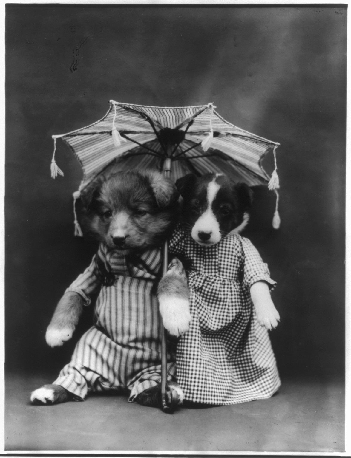[Dogs dressed as humans and posed in human situations]: male and female puppies under umbrella — historic photograph