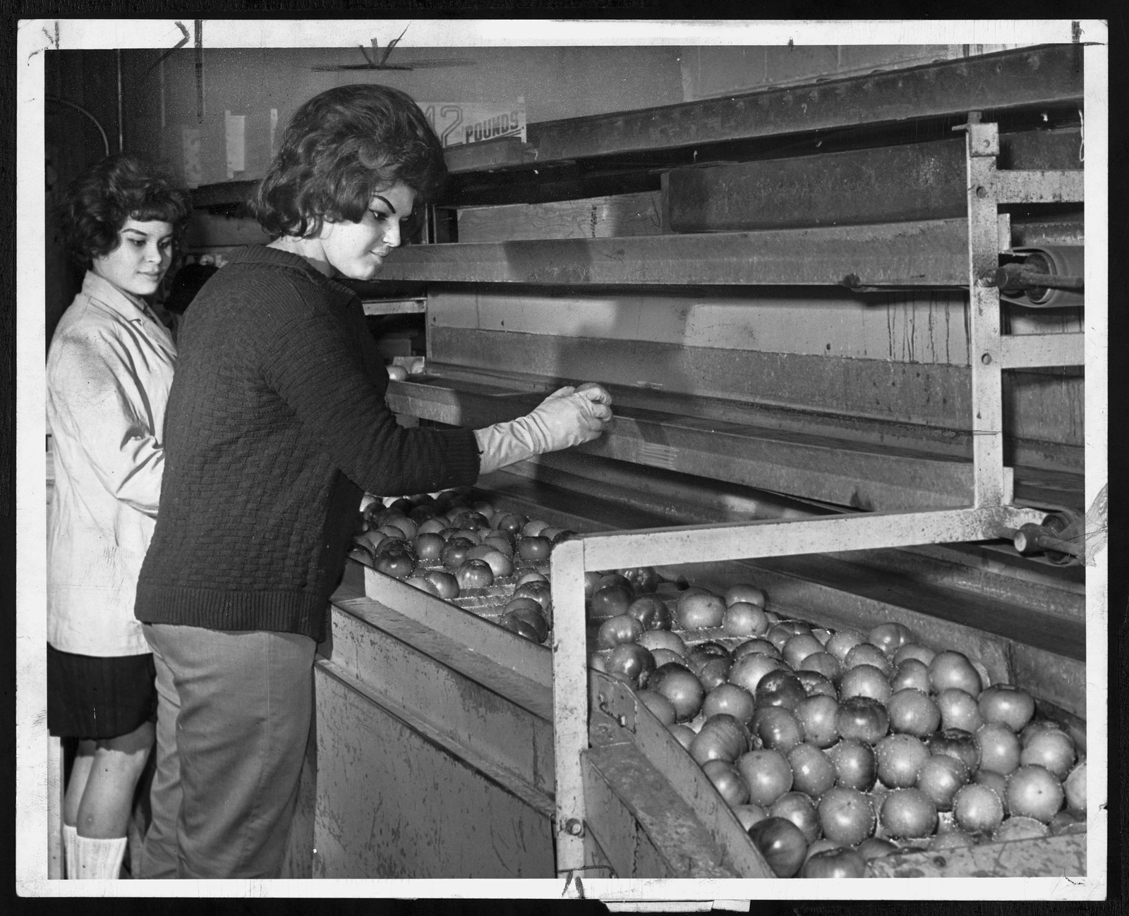 Womenat Iris Fruit Corpsorttomato — historic image