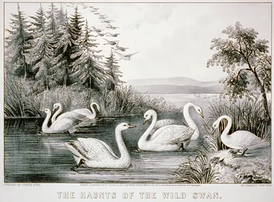 The haunts of the wild swan Carroll Island, - Chesapeake Bay.